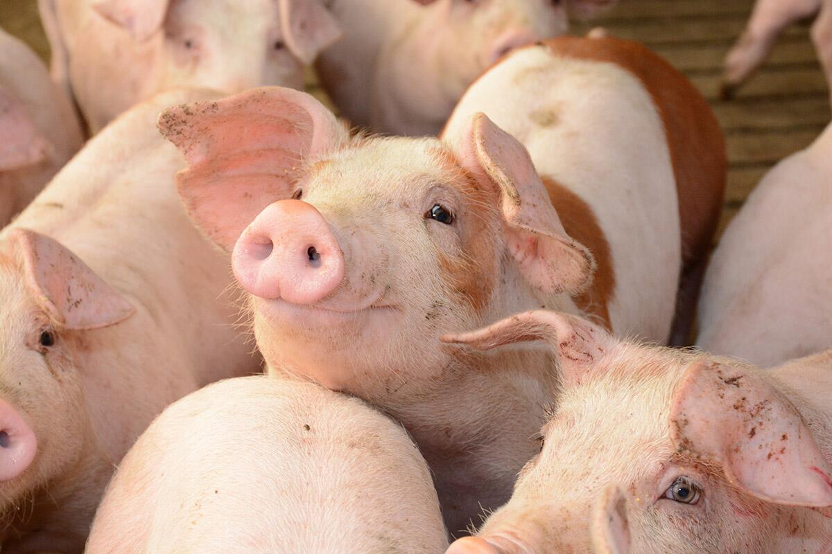 Ribeye-eating pigs demonstrate protein quality for humans