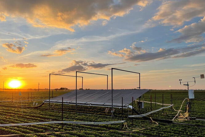 Researchers used the SoyFACE facility at U. of I. to expose soybeans to elevated ozone while excluding rainfall, finding both decreased yield. Photo by Duncan Martin. Young soybean plants grow in rows in a field with a setting sun in the background. In the foreground, pipes, tubing, and an angled canopy surround a portion of the field.
