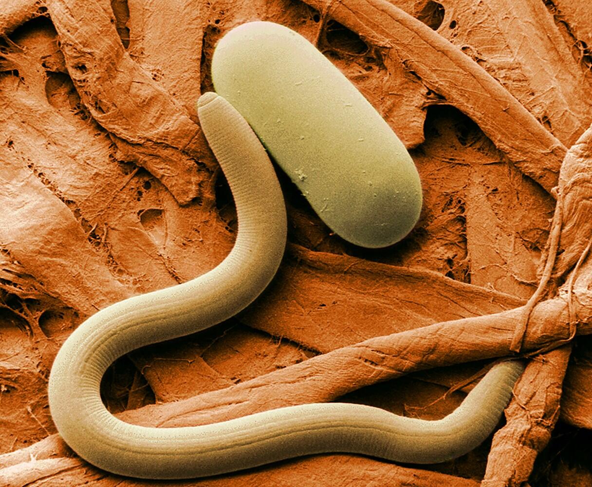 Fungus application thwarts major soybean pest, study finds