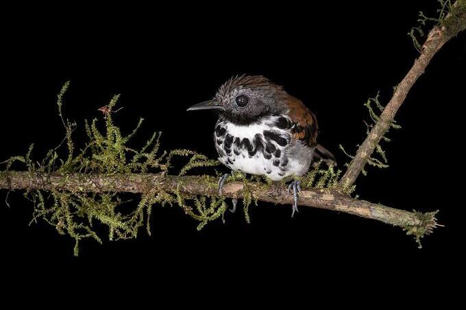 A small white, black, brown, and gray bird sits on a mossy branch against a black background.