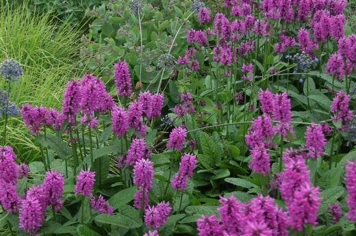 2019 Perennial Plant of the Year