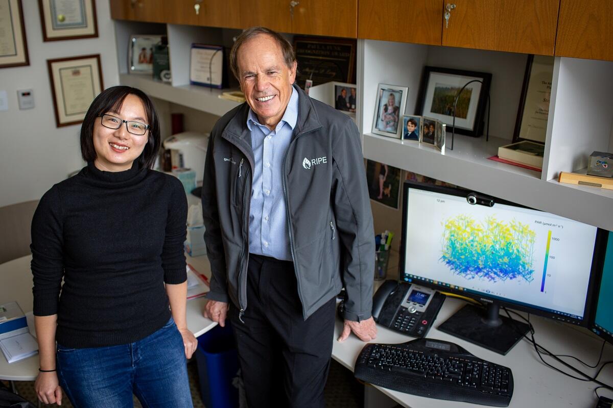 Boost soybean yields by adapting photosynthesis to fleeting shadows, according to model