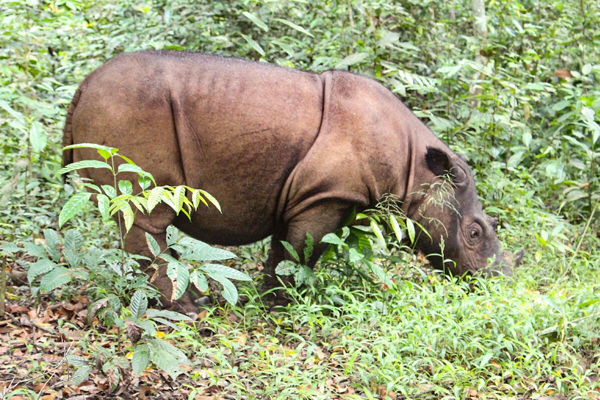 Genetic markers developed to census endangered rhinoceros