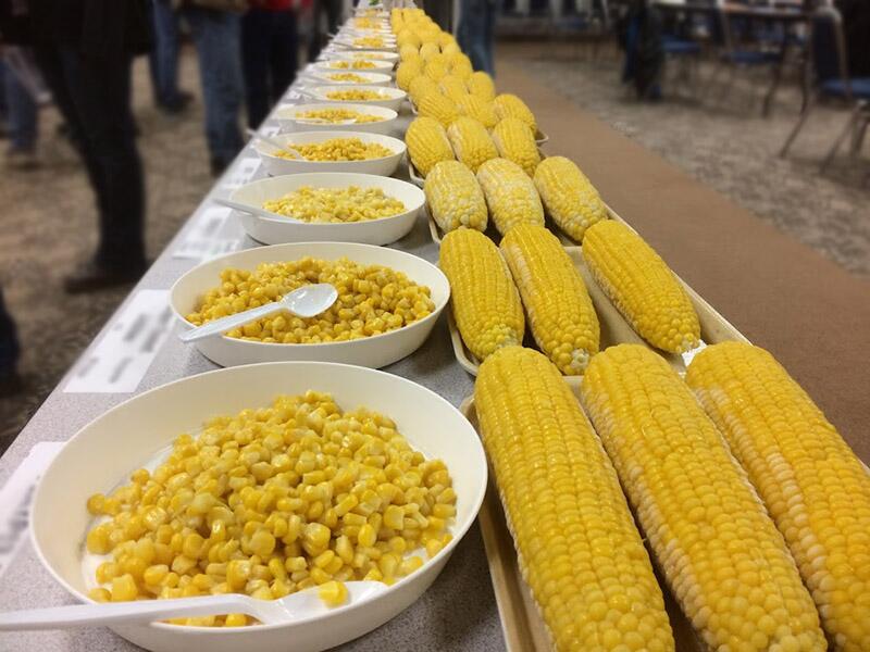Sweet corn growers, processors could dramatically increase yield, profit
