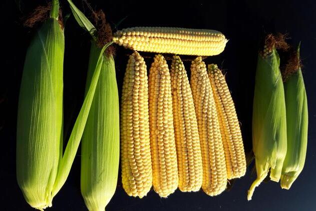 Sweet corn cobs laid on a black background