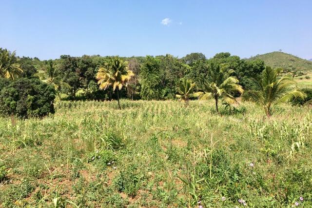  A field with maize and other plants with a backdrop of dense trees and distant hills under a clear blue sky.