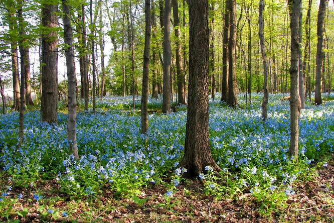Trelease Woods Trees and blue flowers at Trelease Woods