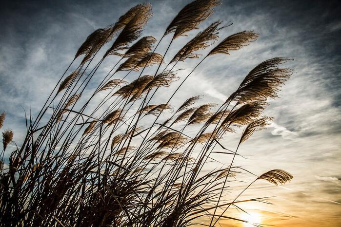 Miscanthus seedheads against a sunset