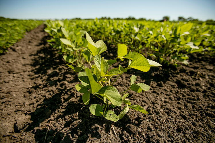 Young soybean plant in a field