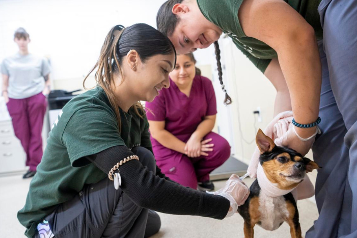 A veterinary technician kneels down to vaccinate a small dog