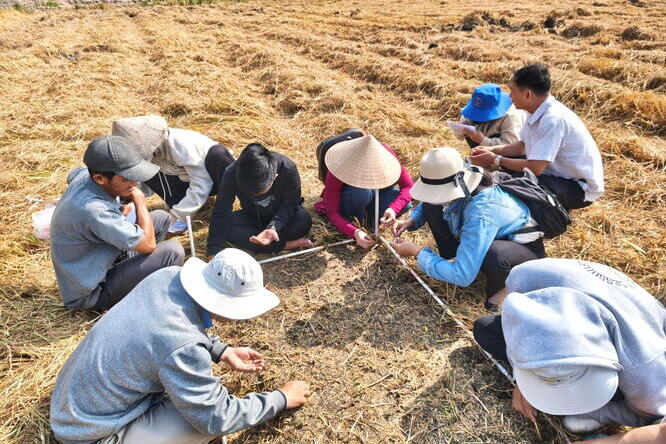 people counting dropped rice in a field 
