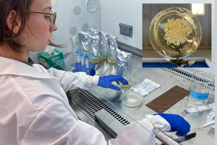 Vitória Leme working in a laboratory setting. Insert: Fungus pellets in petri dish.