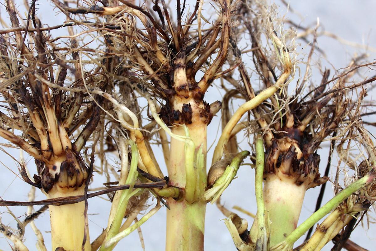 Illinois crop pathologists and entomologists publish 2019 field research results