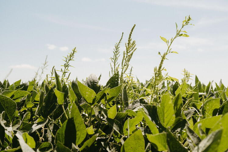 農業雑草は気候変動の中で最終的に優位に立つのか？(Will agricultural weeds finally claim the upper hand in a changing climate?)