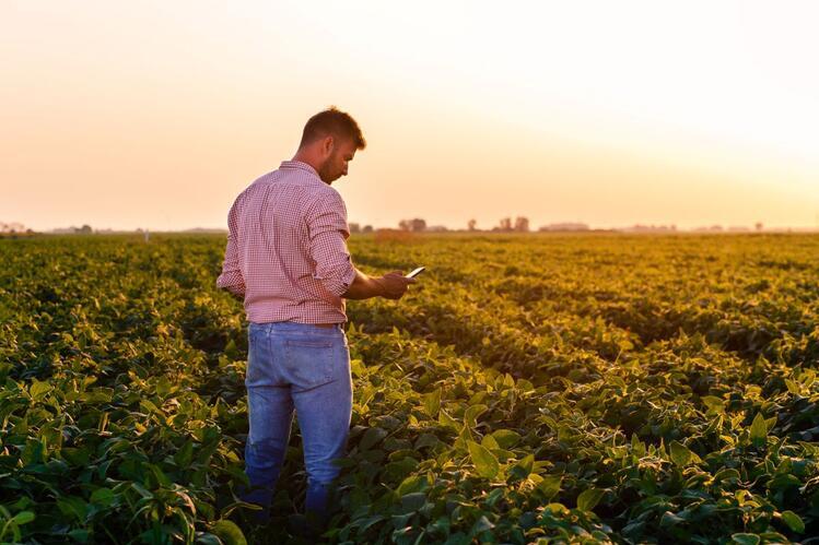 Farmer standing in soybean field holding phone in his hand