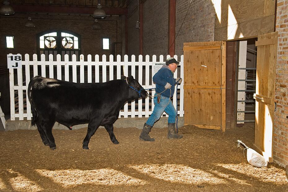 2019 IPT Bull Sale is the source for total performance genetics