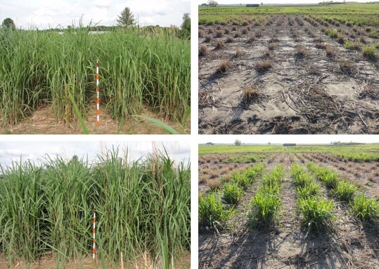 Miscanthus with improved winter-hardiness identified in Illinois studies will benefit northern growers
