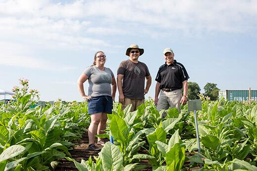 Scientists engineer shortcut for photosynthetic glitch, boost crop growth by 40 percent