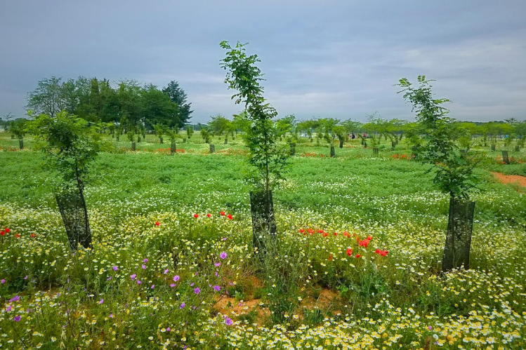 A landscape showing wildflowers in a field, along with rows of young trees encircled by black mesh sleeves. A cloudy sky is in the background.