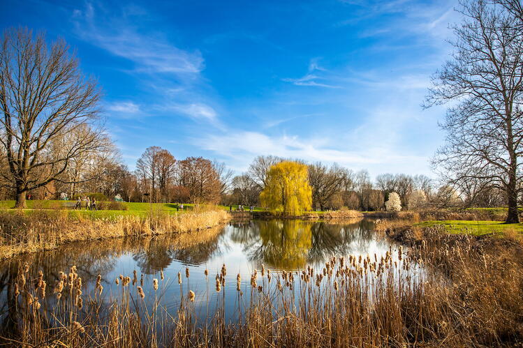 A calm pond reflects bare trees and a yellow willow under a clear blue sky, surrounded by dry reeds and grass.