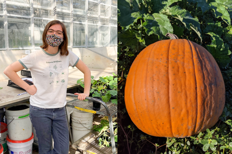 Two-panel image. On the left, a person in a mask stands in a greenhouse beside a cart with plants and gardening supplies. On the right, an orange pumpkin is covered with small brown spots.