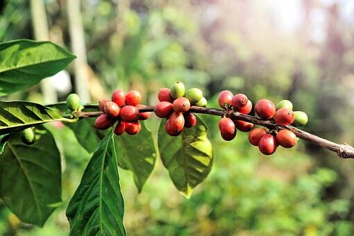 Extracts from coffee bean skins alleviate obesity-related inflammation, insulin resistance in mouse cells, study shows 
