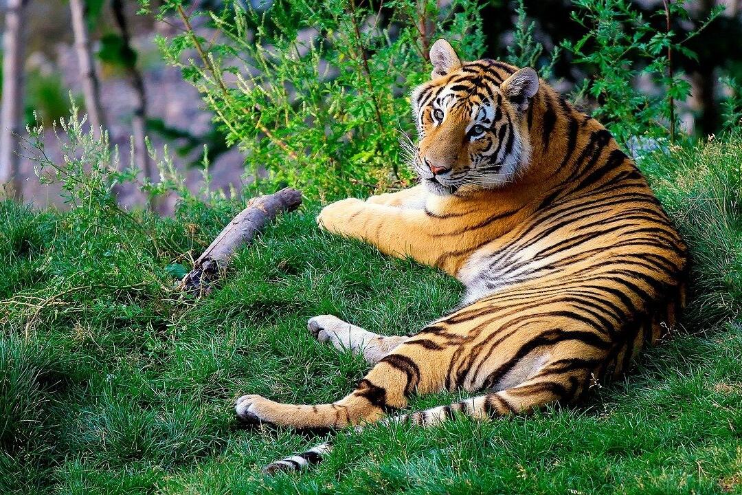 Indigenous tribe that worships tigers helps protect the species