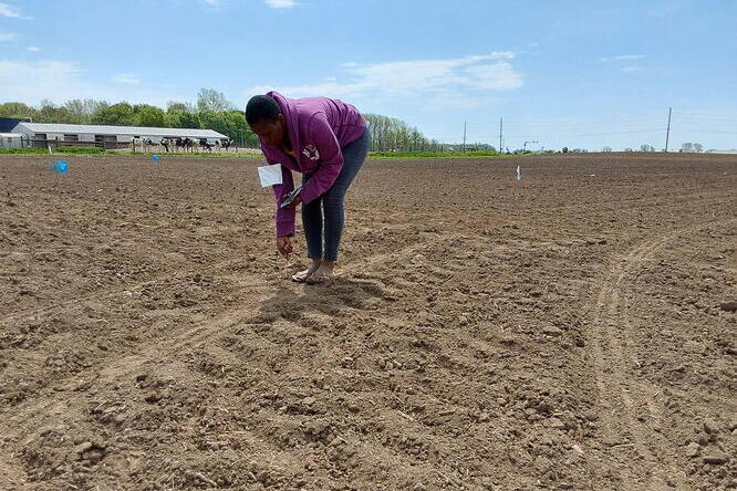 A woman wearing a purple hoodie bends down to sample pellets in in a large, plowed field under a partly cloudy sky.