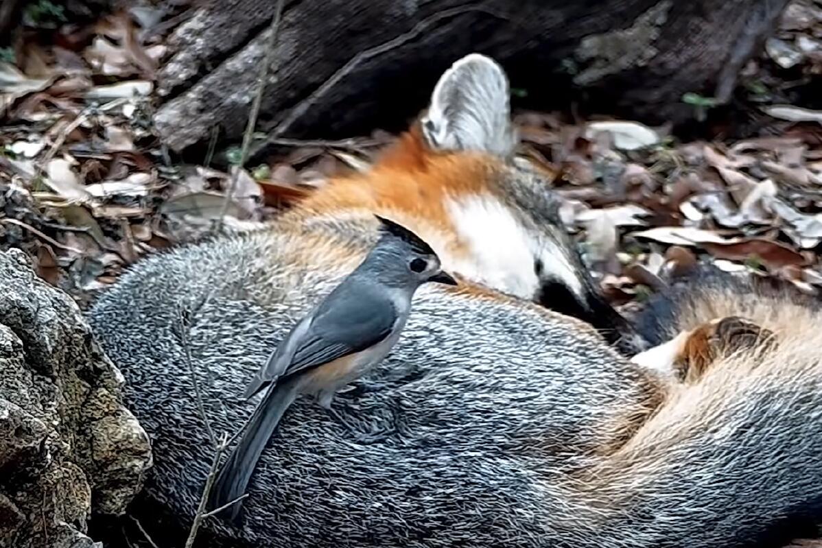 Some birds steal hair from living mammals