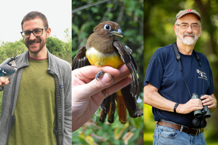 A composite image showing Henry Pollock holding a blue jay on the left; the center image shows a black-throated trogon, a brown and yellow tropical bird, held in a hand; on the right, Jeff Brawn is shown holding a pair of binoculars.