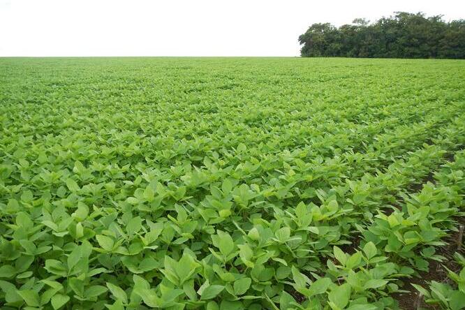 Brazil soy field