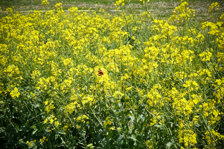 Canola plants with yellow flowers. A butterfly rests on a flower in the middle of the frame
