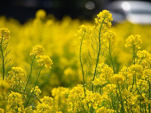 High-protein canola meal appropriate for gestating and lactating sows