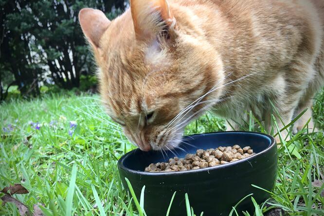 Cat eating from a bowl