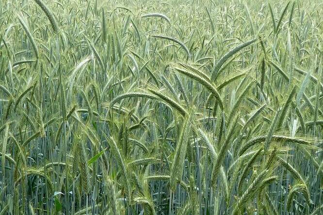 Cereal rye seedheads