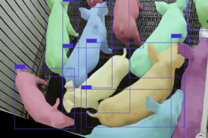 An image capture of pigs from above with differentiating markings and colors.