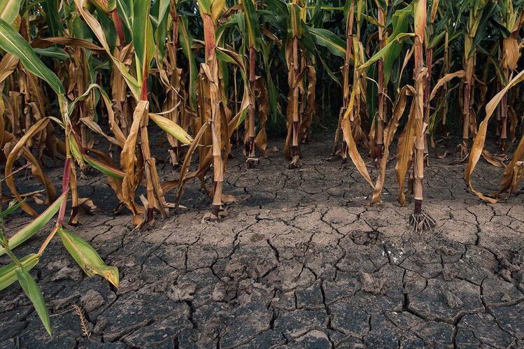Corn growing in dry soil with cracks