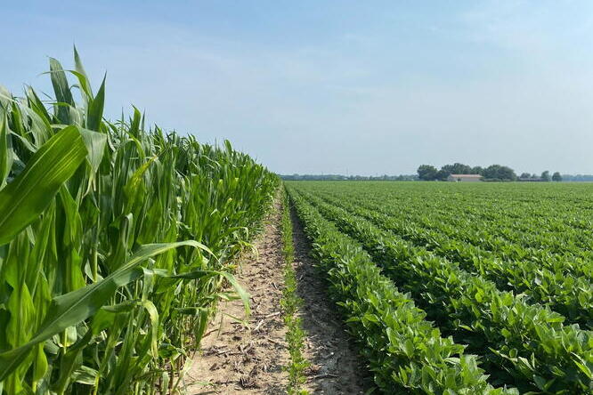 トウモロコシと大豆の輪作の利点とトレードオフを新たに定量化（Corn after soy: New study quantifies rotation benefits and trade-offs）