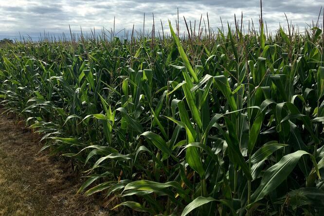 The edge of a corn field with a cloudy sky in the background