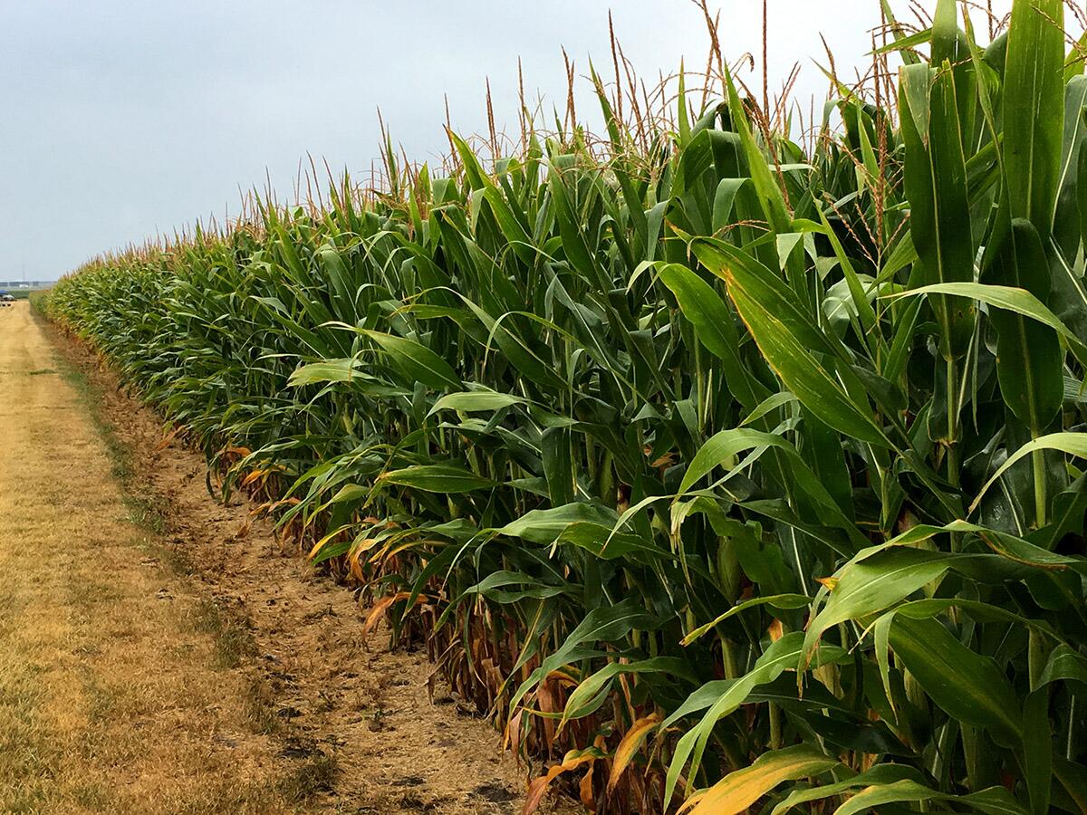 Illinois research links soil nitrogen levels to corn yield and nitrogen losses