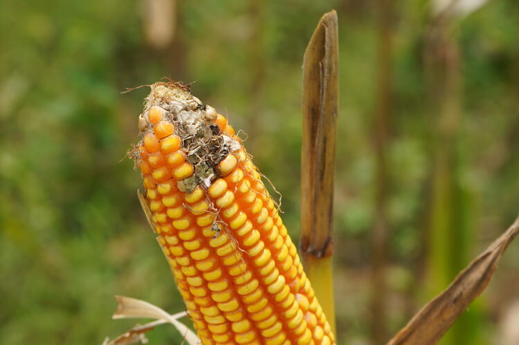 close-up of corn cob with ear rot