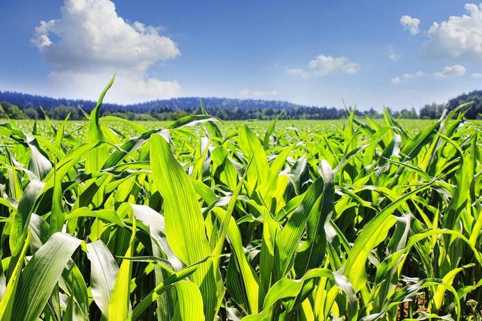 corn