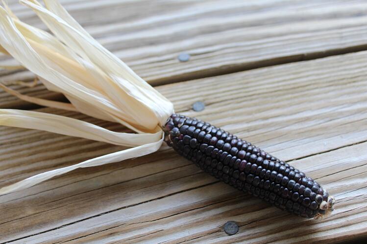 ear of purple corn