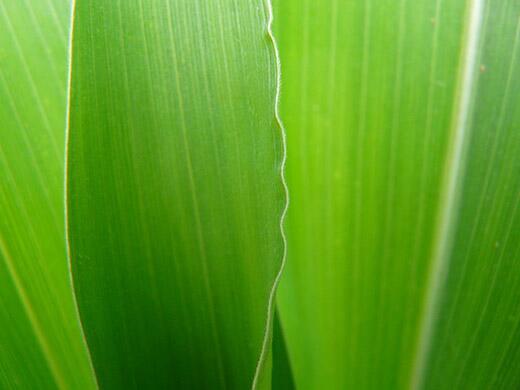 Illinois scientists rev up plant breeding for organic corn