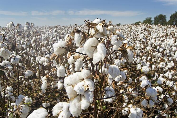 Cotton field