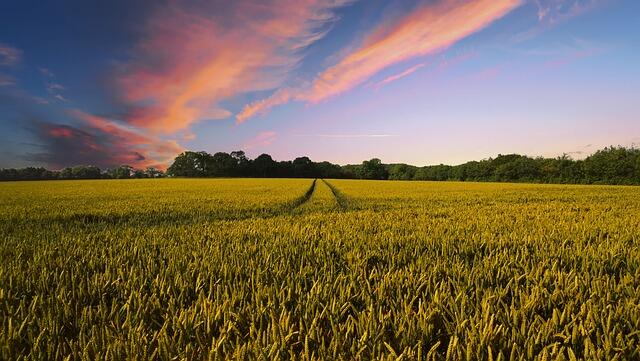 New research accurately predicts Australian wheat yield months before harvest