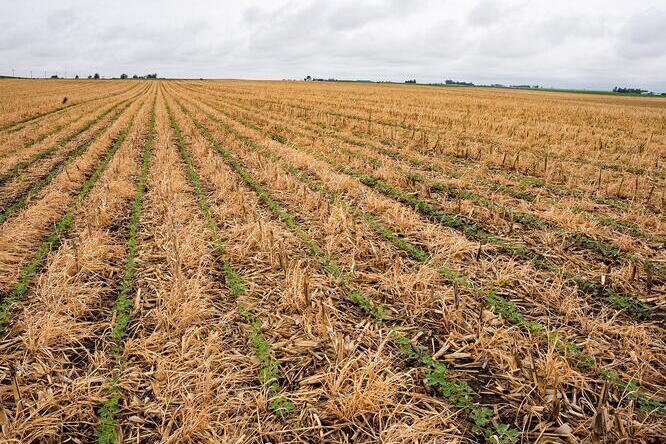 An agricultural fields with soybeans sprouting in cereal rye and corn residue.