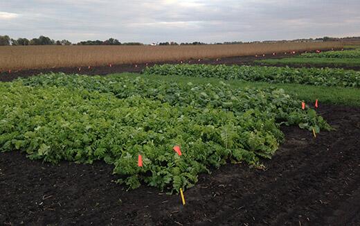 Midwest Cover Crops Council annual meeting and conference set for February