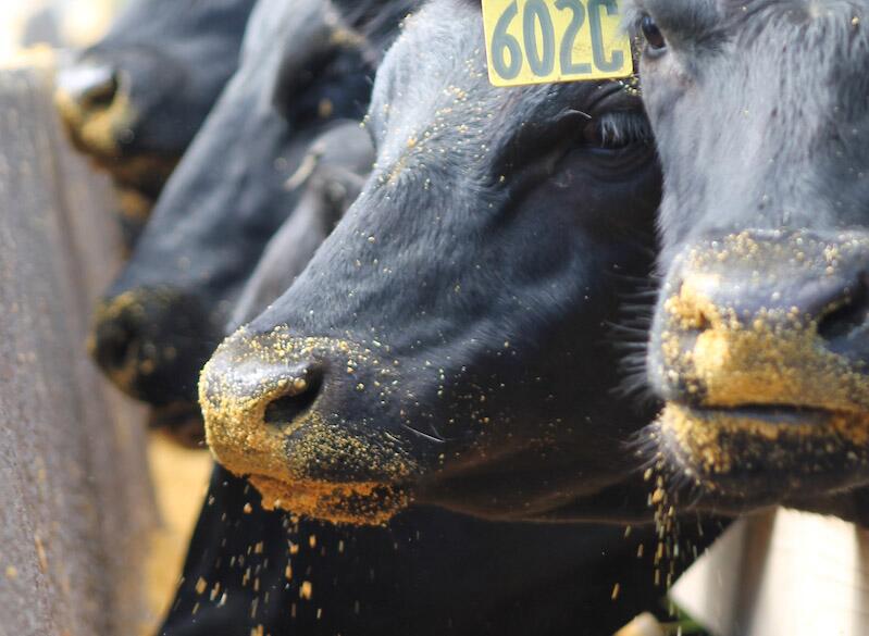 Cattle producers could maximize profits using progressive limit feeding