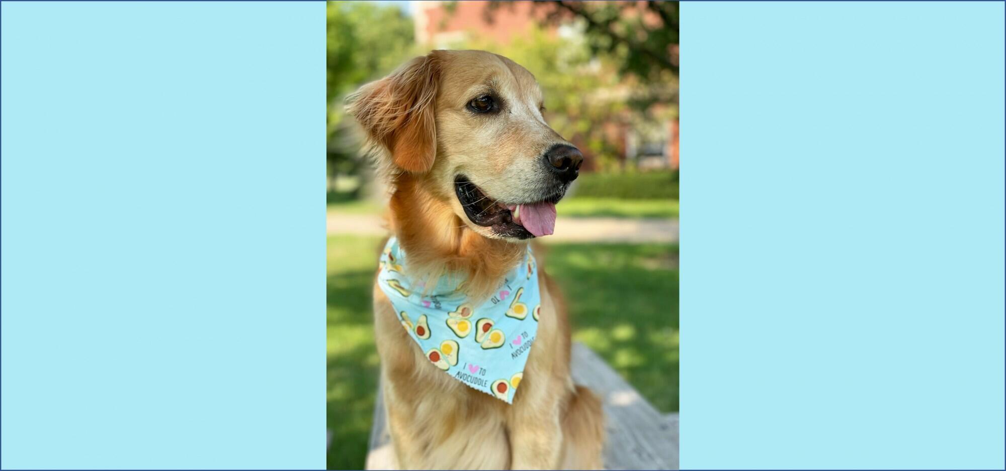 University of Illinois Dog Jersey